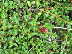 Kalmia procumbens