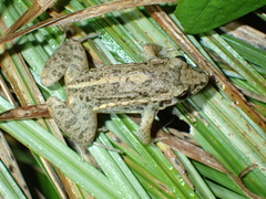 Adenomera hylaedactyla