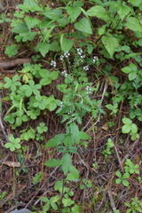 Verbena ehrenbergiana