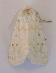 Lythrodes tripuncta