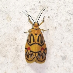 Prepiella aurea
