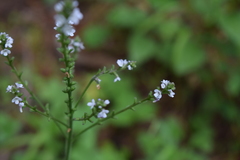 Verbena ehrenbergiana