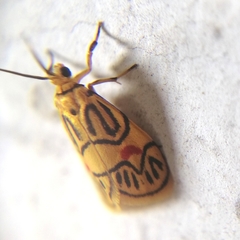 Prepiella aurea