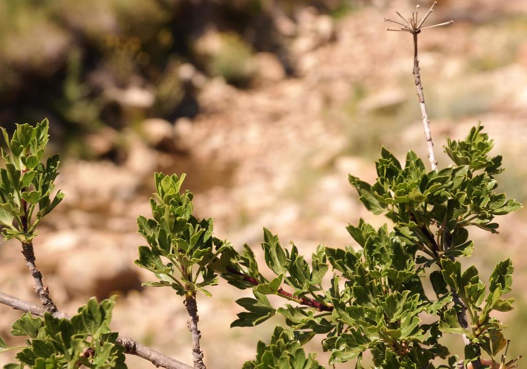 Mountain False Parsleytree