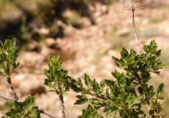 Polemannia