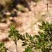 Polemannia montana - Photo (c) Nick Helme, alguns direitos reservados (CC BY-SA), uploaded by Nick Helme
