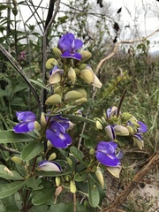 Periandra mediterranea
