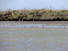 Calidris canutus