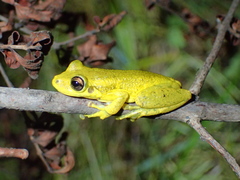 Scinax ruber