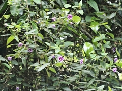 Howittia trilocularis