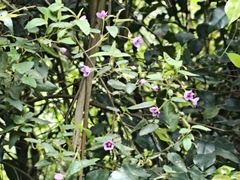 Howittia trilocularis