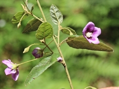 Howittia trilocularis