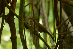 Pomatorhinus ochraceiceps