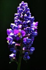 Dichorisandra thyrsiflora