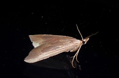 Xanthorhoe occulta