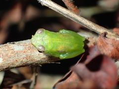 Sphaenorhynchus lacteus