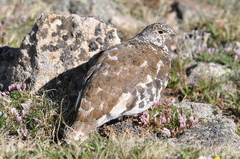 White-Tailed Ptarmigan photo 5
