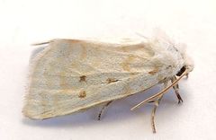 Lythrodes tripuncta