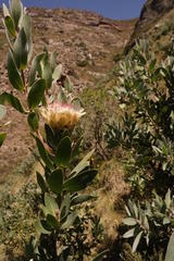 Protea subvestita
