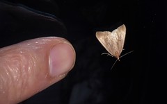 Xanthorhoe occulta