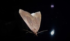 Xanthorhoe occulta