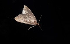 Xanthorhoe occulta