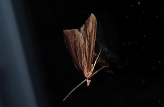 Xanthorhoe occulta