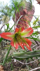 Hippeastrum glaucescens