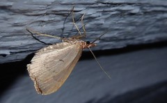 Xanthorhoe occulta