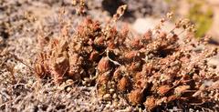 Psammotropha mucronata mucronata