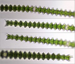 Triploceras gracile