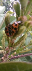Harmonia axyridis