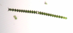 Triploceras gracile