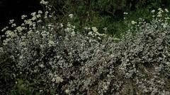 Helichrysum petiolare