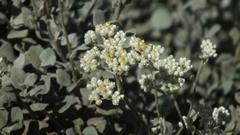 Helichrysum petiolare