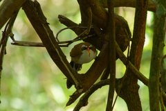 Pomatorhinus ochraceiceps