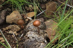 Bos indicus × taurus