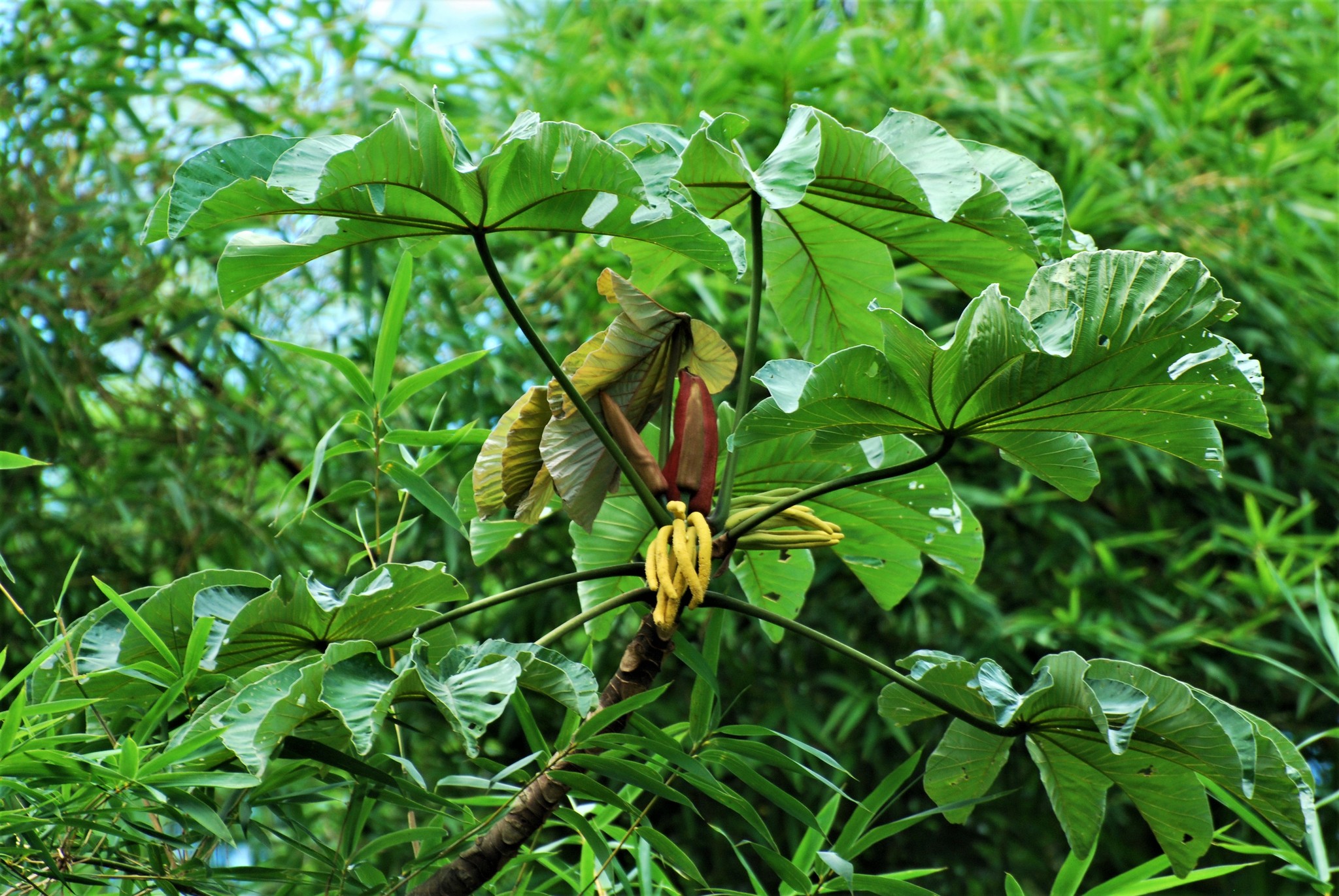 Cecropia glaziovii