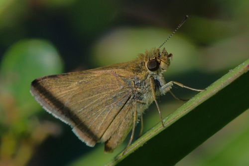 Swarthy Skipper