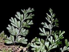 Hymenophyllum cupressiforme