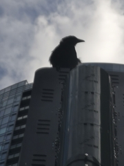 Corvus brachyrhynchos