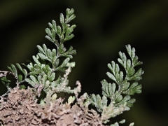 Hymenophyllum cupressiforme