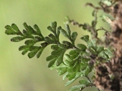 Hymenophyllum cupressiforme