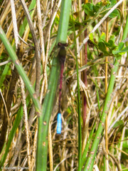 Oxyallagma dissidens