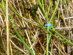 Oxyallagma dissidens