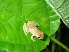 Dendropsophus brevifrons