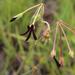 Pelargonium sidoides - Photo (c) Tony Rebelo,  זכויות יוצרים חלקיות (CC BY-SA), הועלה על ידי Tony Rebelo