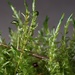 Calliergon cordifolium - Photo (c) Biopix, algunos derechos reservados (CC BY-NC)