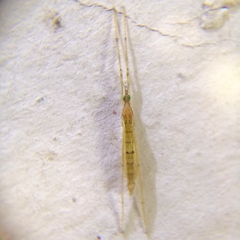 Styringomyia