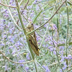 Melanoplus differentialis